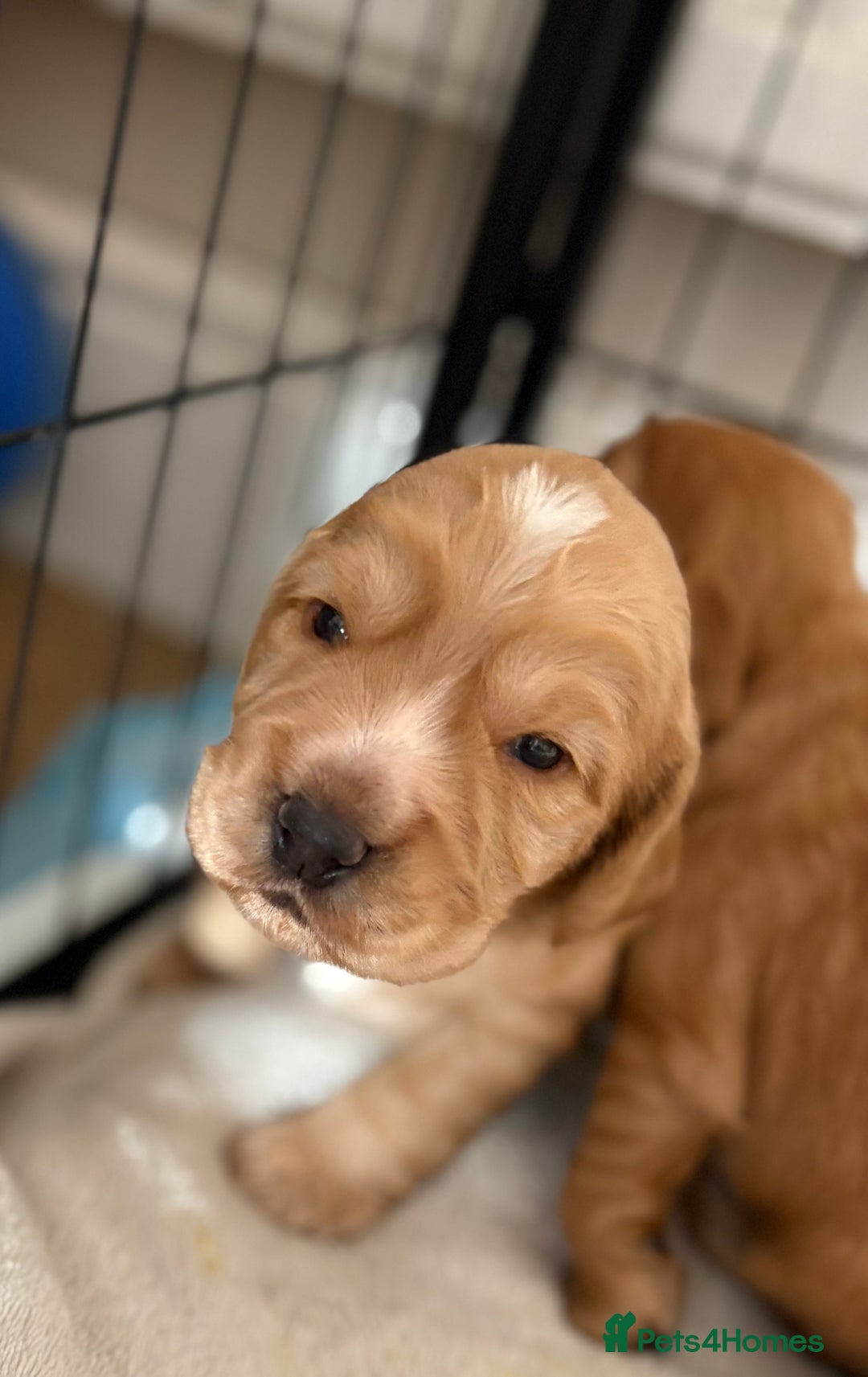 Cocker Spaniel dogs for sale: 3 beautiful cocker spaniel puppies  - Image 4