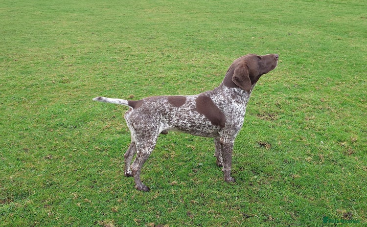 German Shorthaired Pointer dogs in Skipton - Advert 5