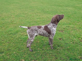 German Shorthaired Pointer dogs German Shorthaired Pointer at stud. in Skipton - Advert 3
