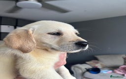 Goldador dogs for sale: GOLDADOR PUPPIES READY NOW  - Image 2