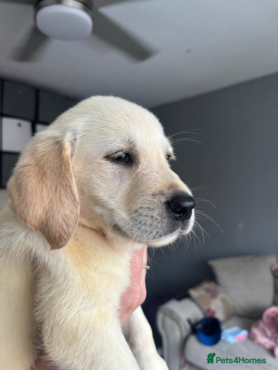Goldador dogs for sale: GOLDADOR PUPPIES READY NOW  - Image 2
