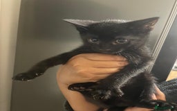 Domestic Shorthair cats for sale: Kittens For Sale! - Image 5