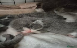 British Shorthair cats for sale: Stunning Champion Bloodline TICA reg kittens - Image 17