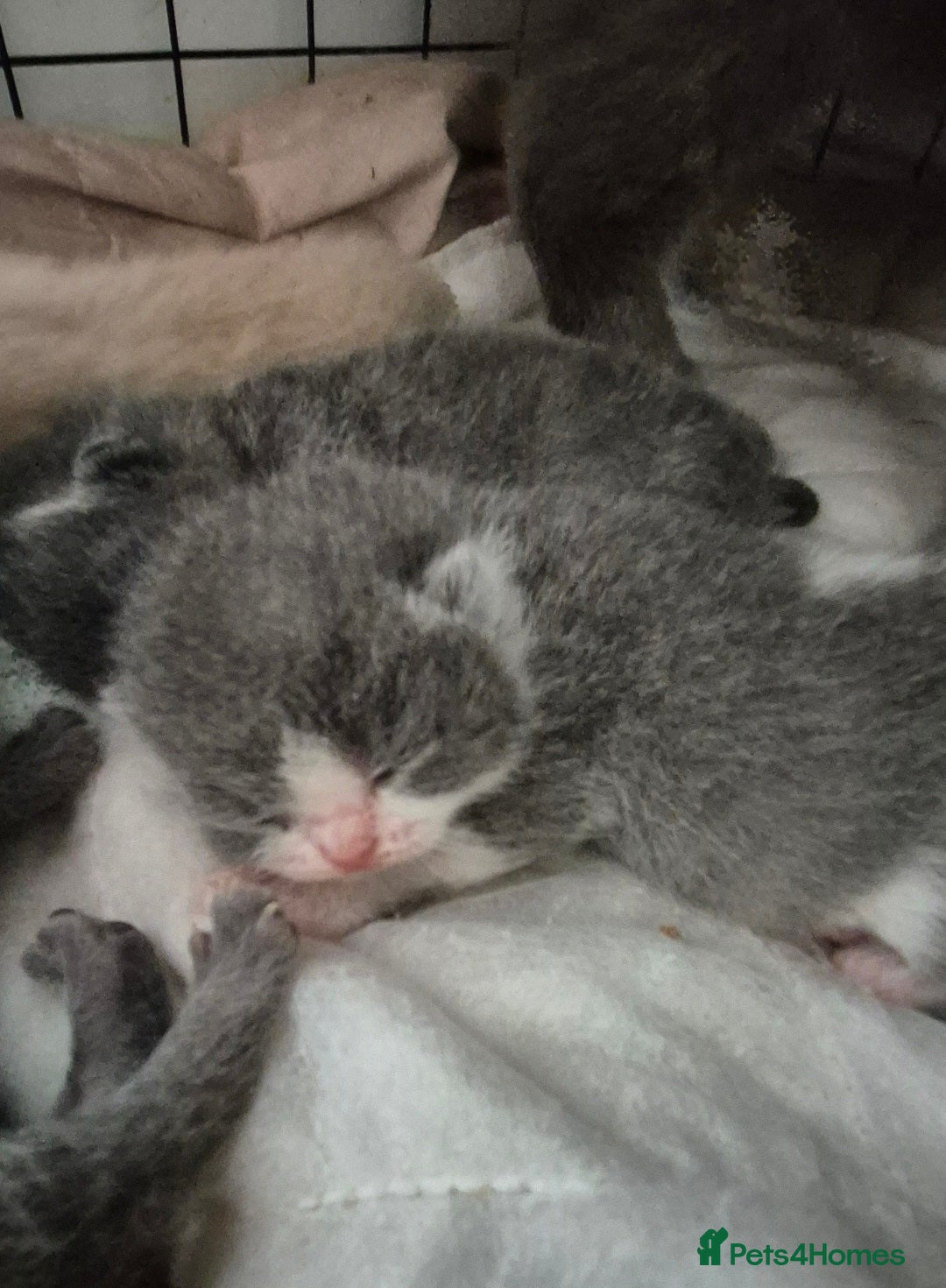 British Shorthair cats for sale: Stunning Champion Bloodline TICA reg kittens - Image 17