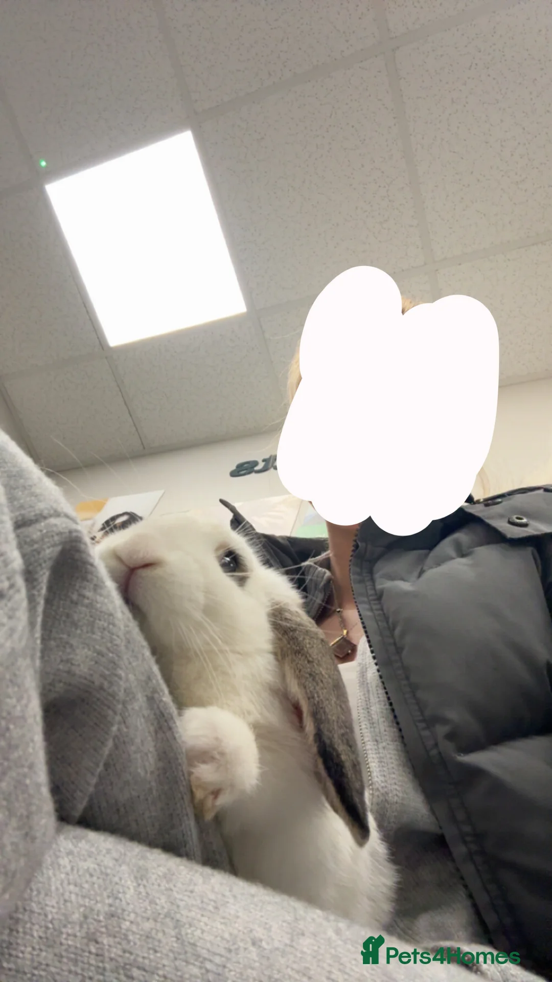 English Lop rabbits for sale: loppy eared bunny. in Swanley - Advert 2