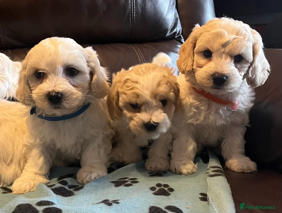 Cavachon dogs for sale: Cute Cavachon x bichon Frise puppies  - Advert 10