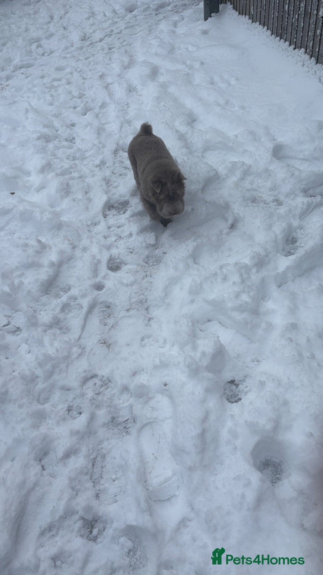 Shar Pei dogs for sale: Beautiful Bear Coat Shar Pei  in Buxton - Image 3