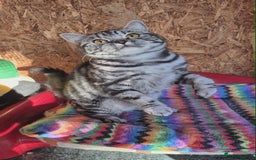 British Shorthair cats for sale: 2 adult British Shorthair girls - Advert 5