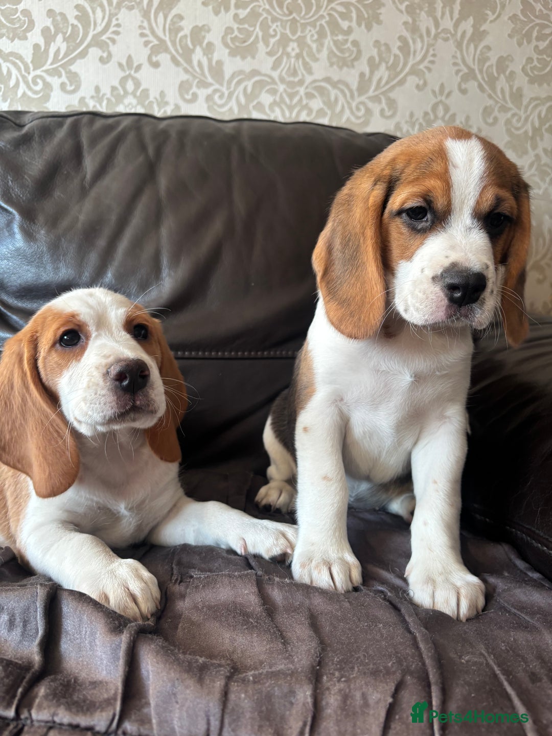 Beagle dogs for sale: 2 stunning Beagle Puppies, ready now in Sidcup - Image 6