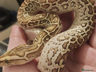 Python Snake reptiles CB25 Female Dwarf Hypo Burmese Python With Setup - Advert 5