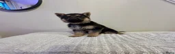 German Shepherd dogs for sale: Straight back pure breed German shepherd puppies - Advert 13