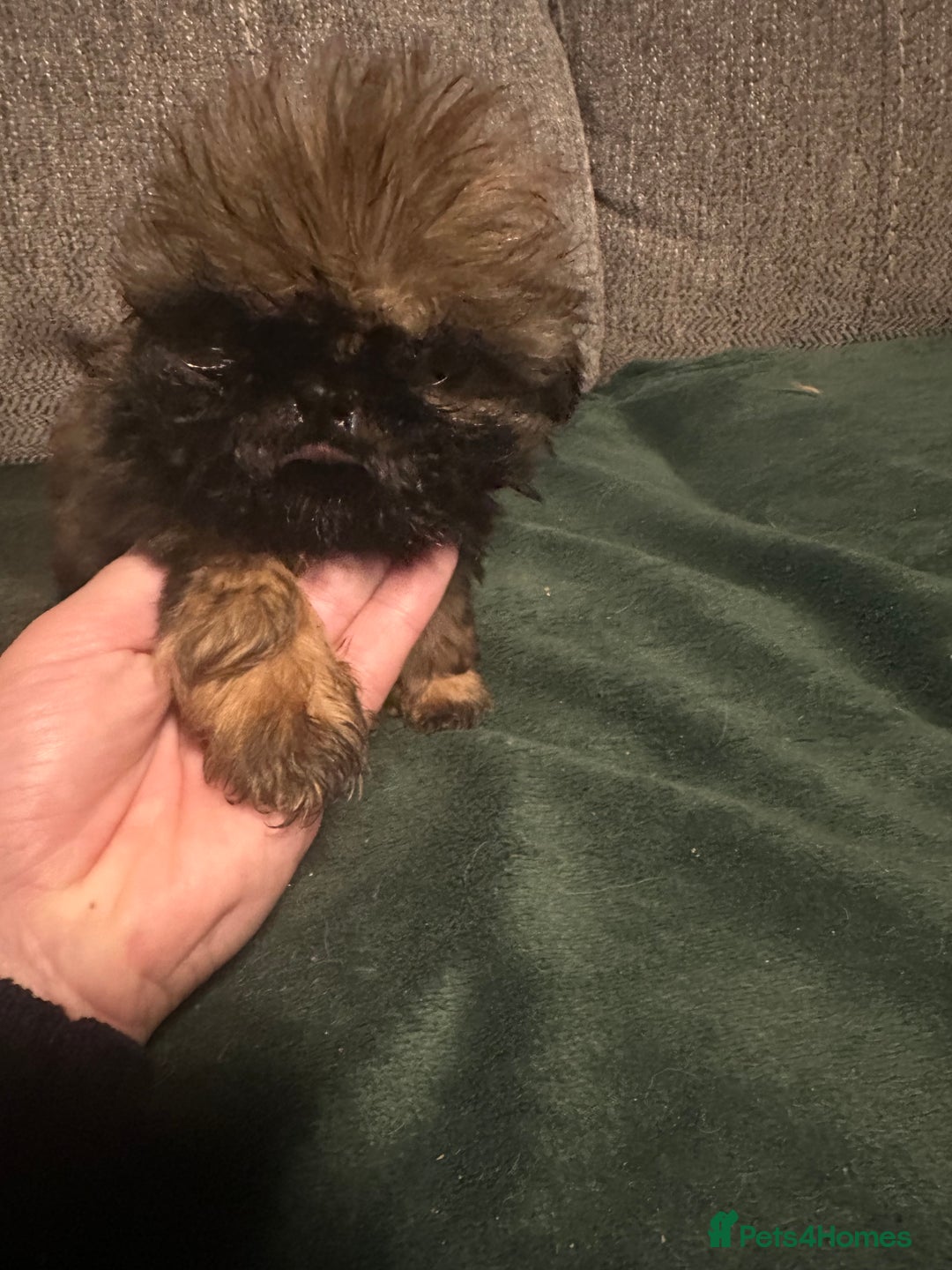 Shih Tzu dogs for sale: Ready to leave- imperial Shih Tzu - Image 10