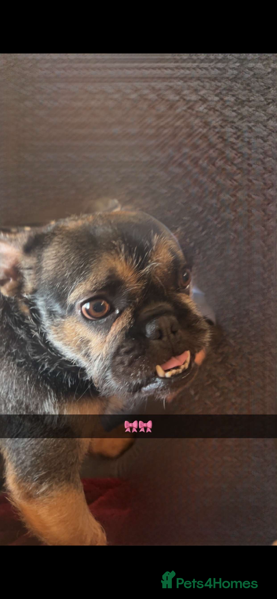 Mixed Breed dogs for sale: Female forky  - Advert 1