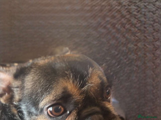 Mixed Breed dogs Female forky - Advert 1