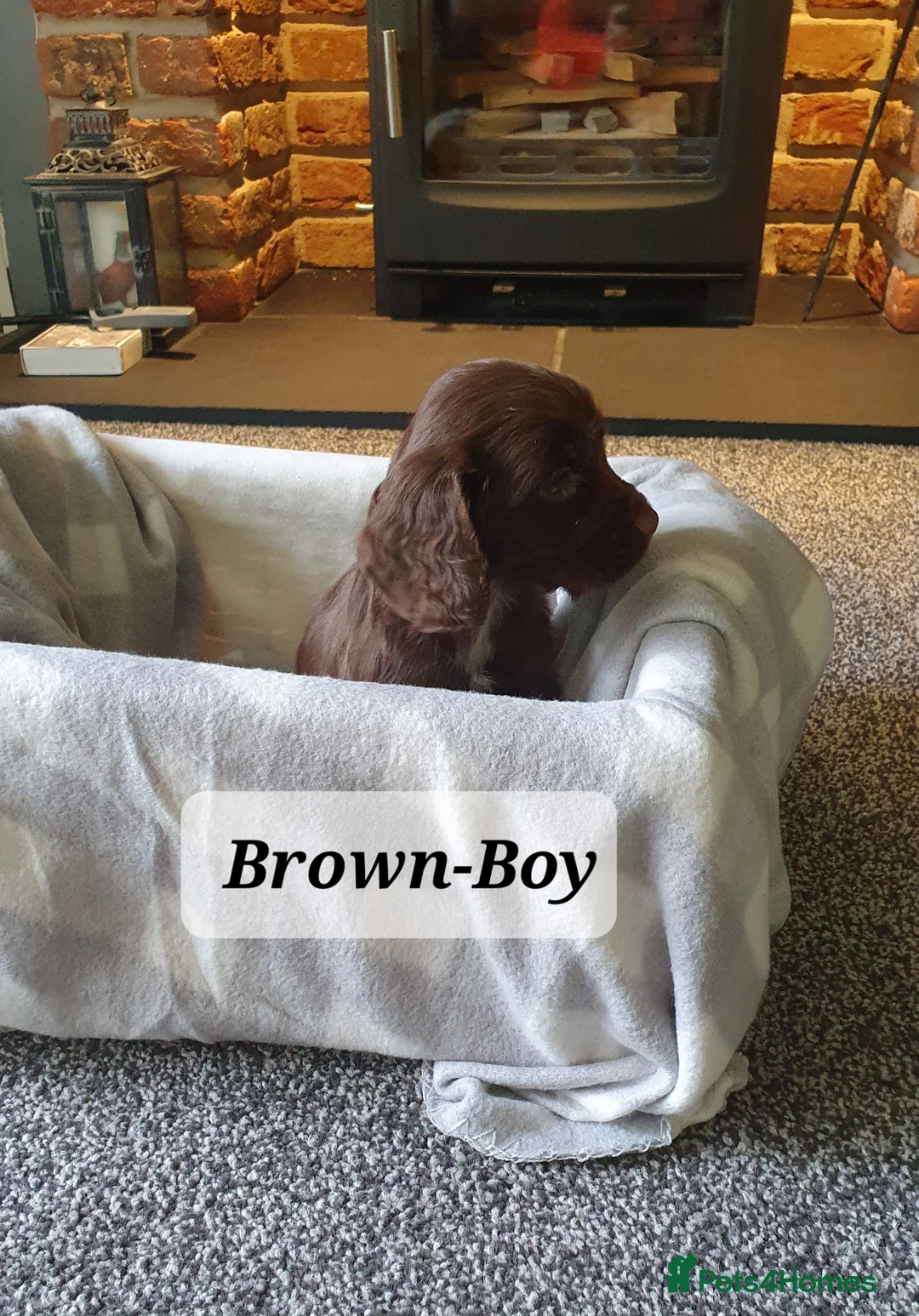 Cocker Spaniel dogs for sale: WORKING COCKER SPANIEL PUPPIES - Advert 5