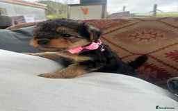 Mixed Breed dogs for sale: Welsh Terrier x Cavapoo (Teddy Bears 🧸 ) - Image 7