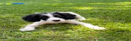 Cockalier dogs for sale: Gorgeous Covkalier puppies! - Advert 18