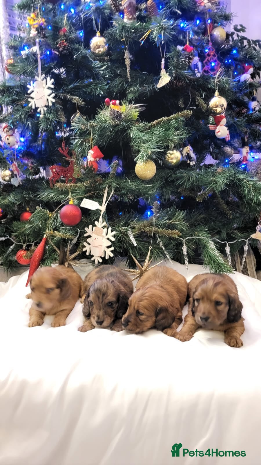 Miniature Dachshund dogs Miniature long haired daschunds  - Advert 16