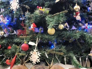 Miniature Dachshund dogs Miniature long haired daschunds - Advert 13