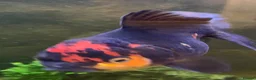 Goldfish fish for sale: Xl goldfish  - Advert 4