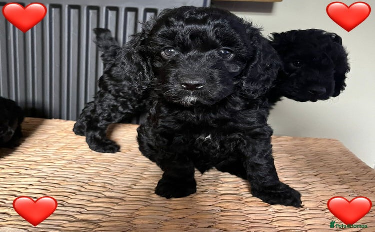 Cockapoo dogs - Advert 2