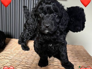 Cockapoo dogs - Advert 24