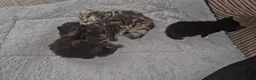 Domestic Shorthair cats for adoption: 🐾 Rescue Kittens Looking for Forever Homes - Advert 10