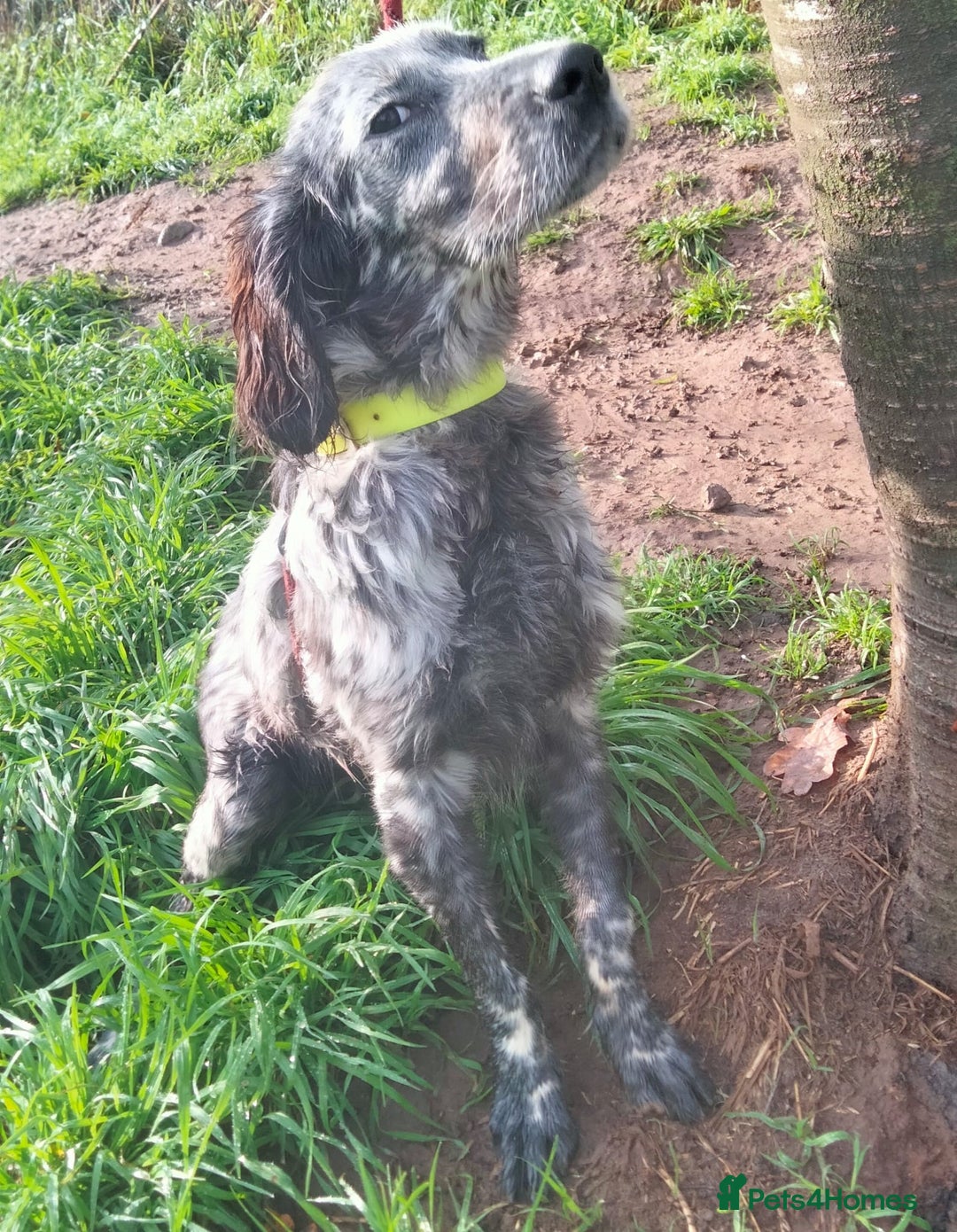 English Setter dogs for adoption: Tigger - Advert 5