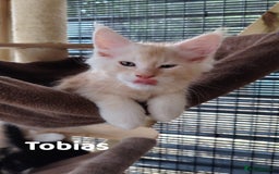 Maine Coon cats for sale: Home raised stunning Mainecoon boys. - Image 25