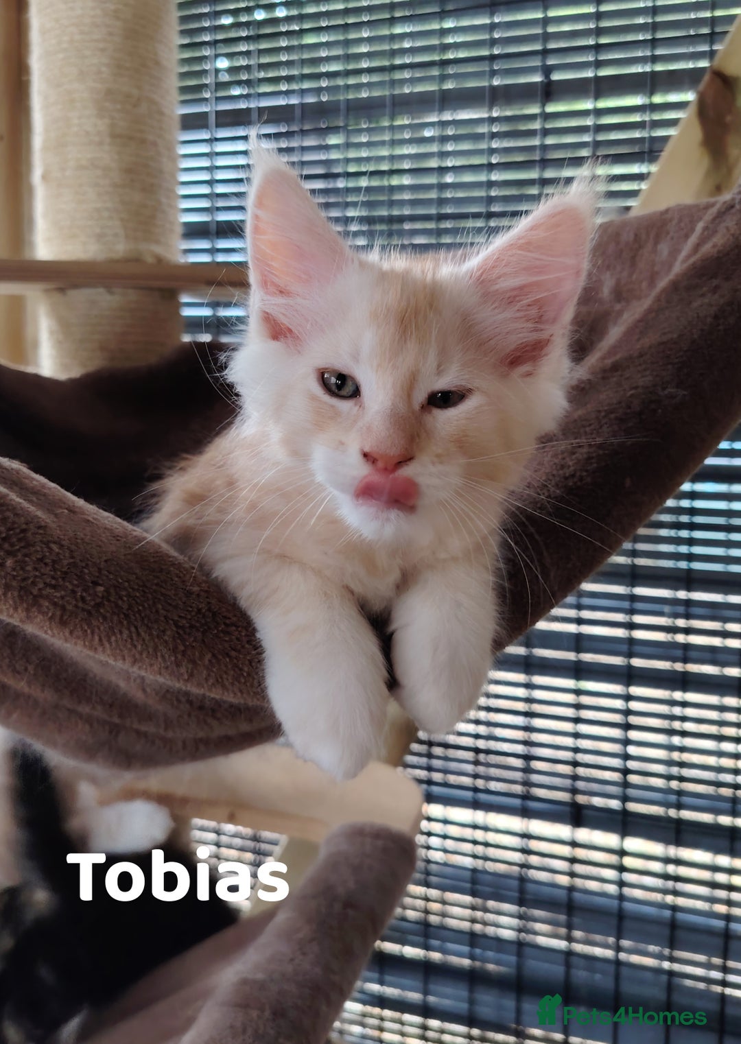 Maine Coon cats for sale: Home raised stunning Mainecoon boys. - Image 25