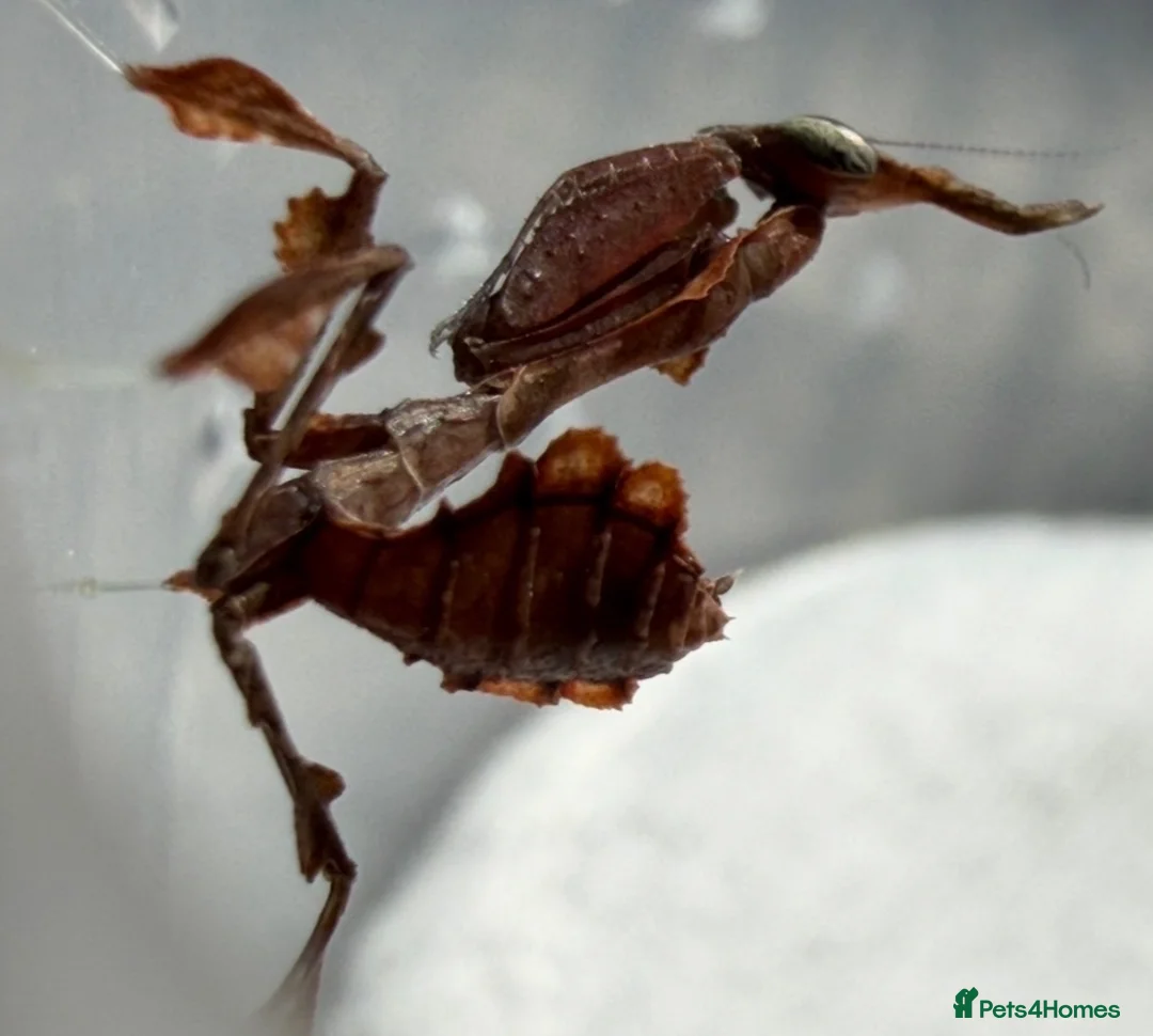 Praying Mantis invertebrates for sale: Phyllocrania paradoxa(ghost mantis) - Advert 2