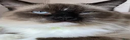 Ragdoll cats for sale: GCCF. Perfect Ragdolls ready to go. - Advert 13