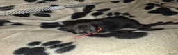 Mixed Breed cats for sale: Tabby kittens - Advert 4