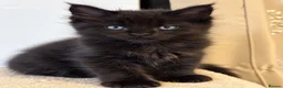 Maine Coon cats for sale: Pure Maine Coon kittens for sale  in Mansfield - Advert 10