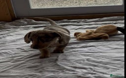 Miniature Dachshund dogs for sale: Beautiful little girl is READY To LEAVE! - Image 6