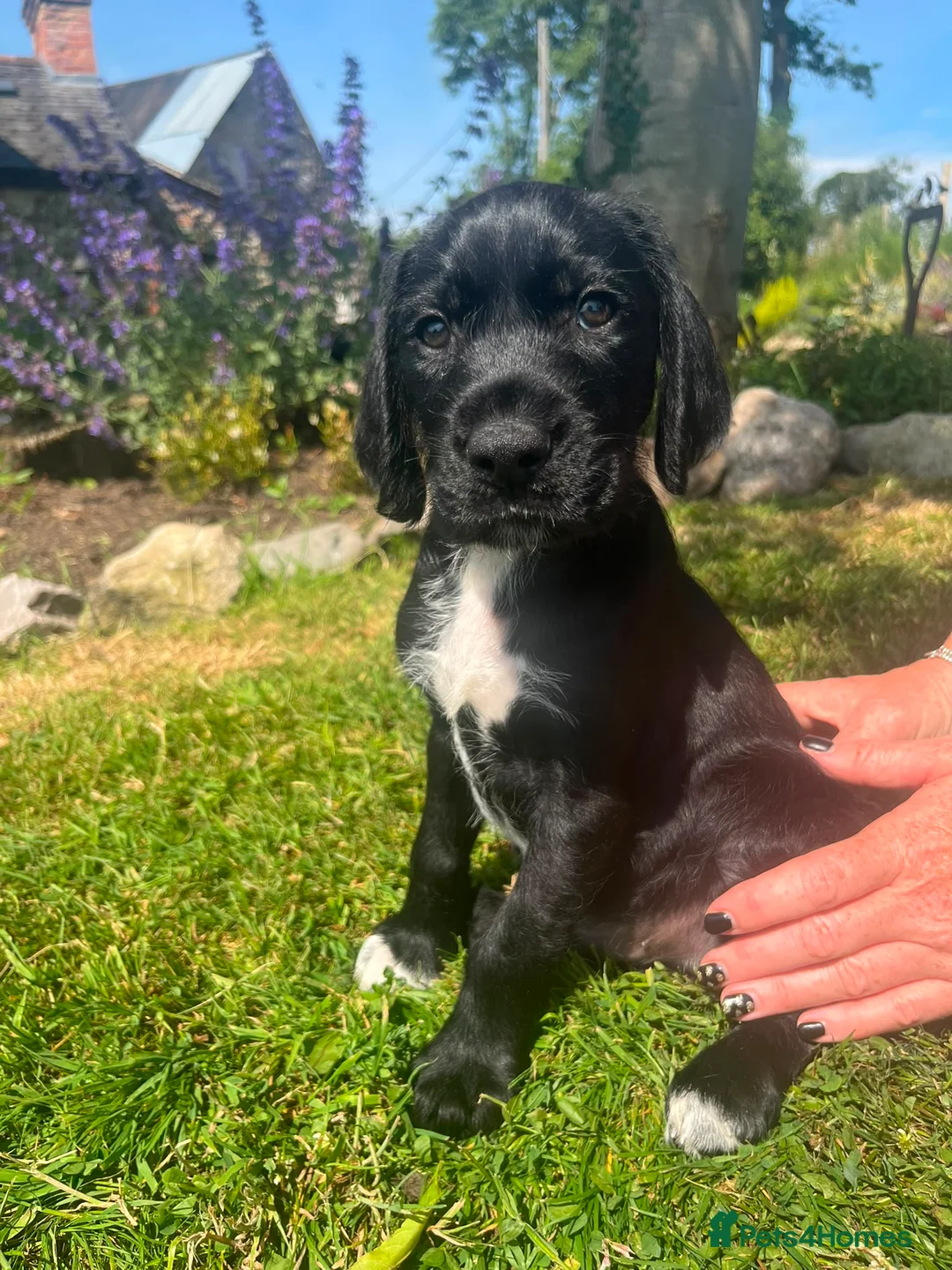 Mixed Breed dogs for sale: German Wirehaired Pointer x Labrador Puppies in Oswestry - Advert 9