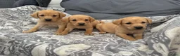 Labrador Retriever dogs for sale:  Labrador puppies  - Advert 6