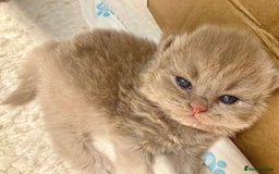 British Shorthair cats for sale: British Short Hair/ British Longhair 🐾 in Manchester - Image 8