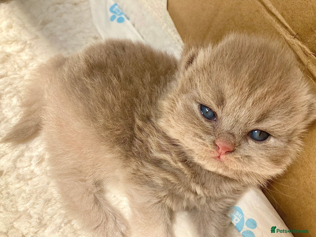 British Shorthair cats for sale: British Short Hair/ British Longhair 🐾 in Manchester - Image 8