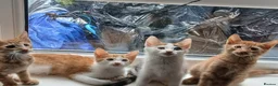 American Shorthair cats for sale: Kittens looking for new - Advert 1