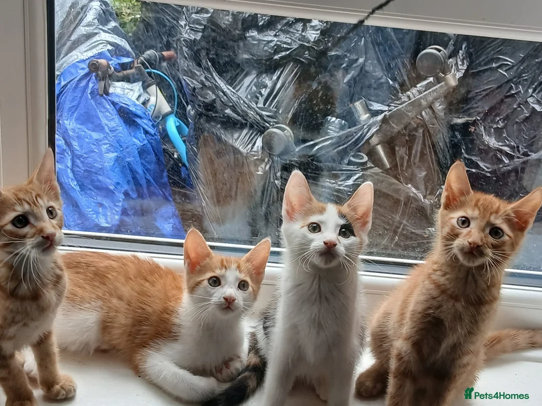 American Shorthair cats for sale: Kittens looking for new - Advert 1