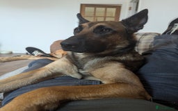 Belgian Shepherd Dog dogs for sale: Belgian Malinois For Sale - Image 4