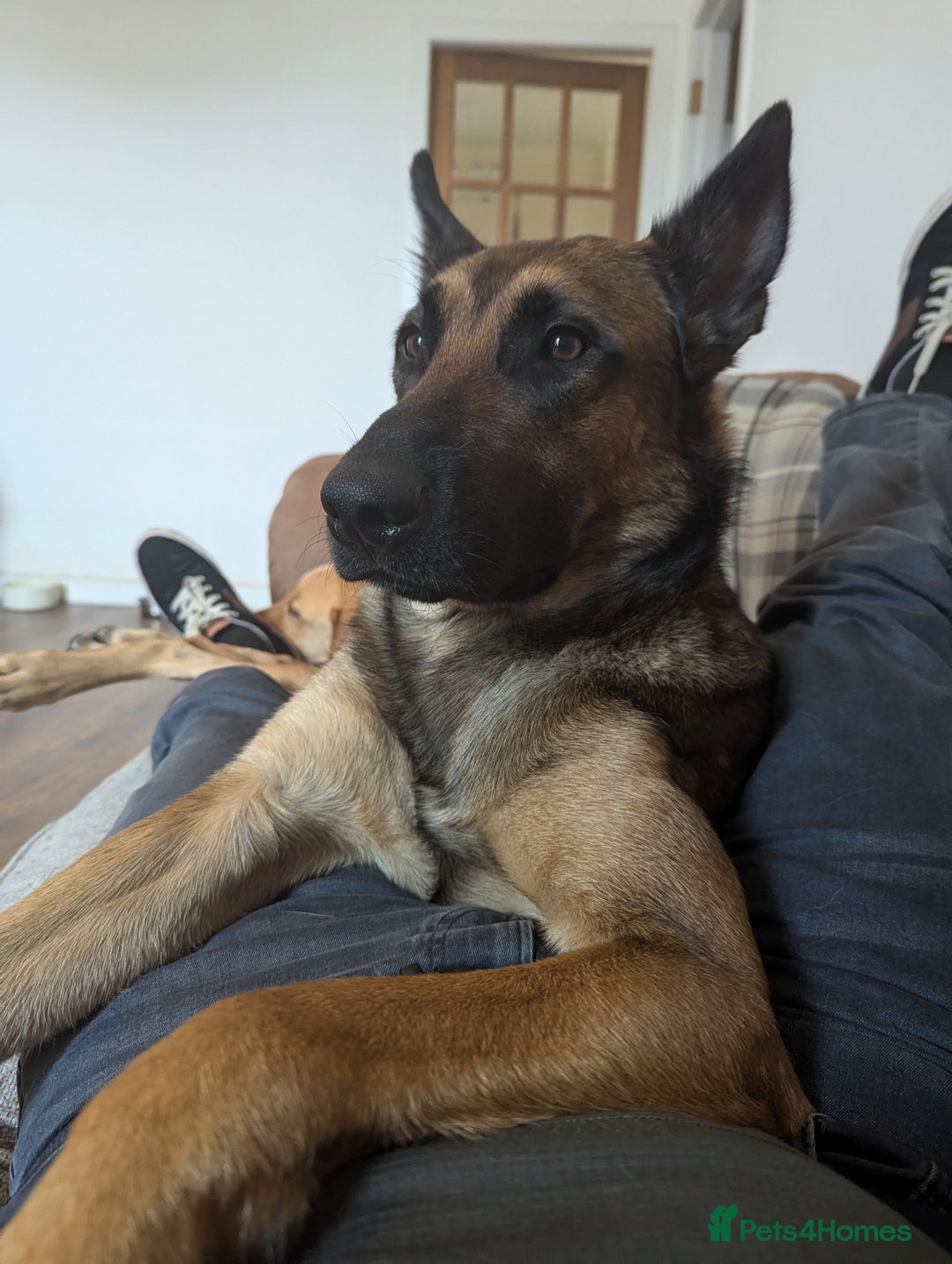 Belgian Shepherd Dog dogs for sale: Belgian Malinois For Sale - Image 4