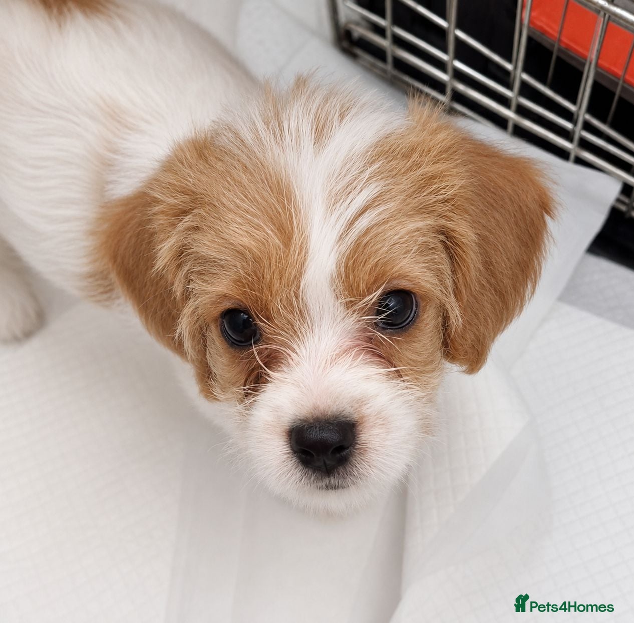 Mixed Breed dogs 2 gorgeous puppies for sale (READY TO LEAVE NOW) - Advert 1