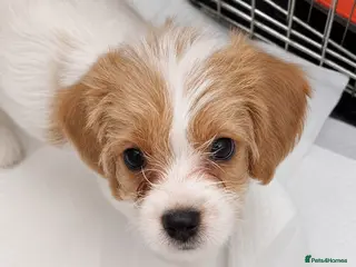 Mixed Breed dogs 2 gorgeous puppies for sale (READY TO LEAVE NOW) - Advert 1