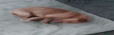 Cockapoo 1