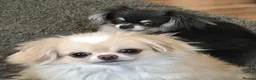 Mixed Breed dogs for sale: Chihuahua x Shih Tzu brothers  in Doncaster - Advert 6