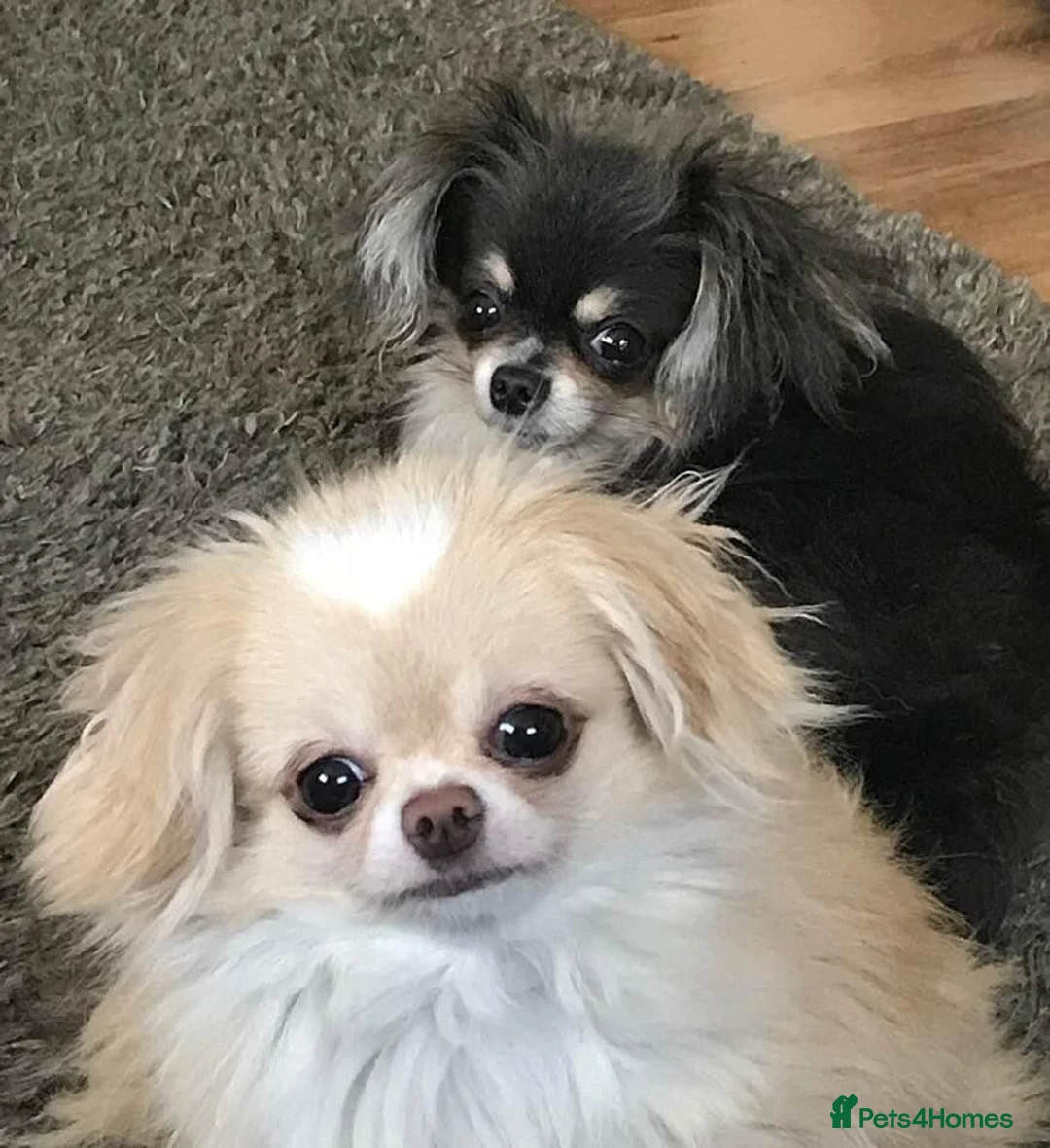 Mixed Breed dogs for sale: Chihuahua x Shih Tzu brothers  in Doncaster - Advert 6