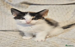 Mixed Breed cats for sale: 8 lovely kittens for sale - Image 15