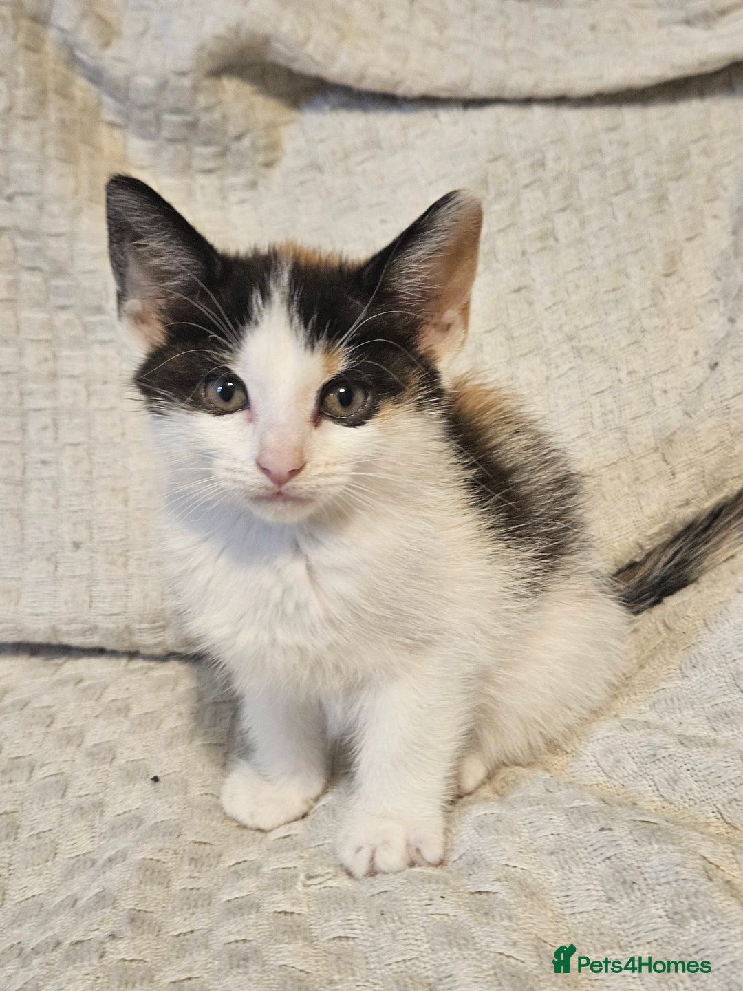 Mixed Breed cats for sale: 8 lovely kittens for sale - Image 15
